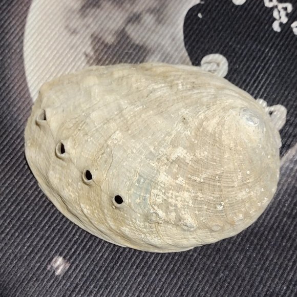 Small Abalone Seashell - Picture 2 of 4